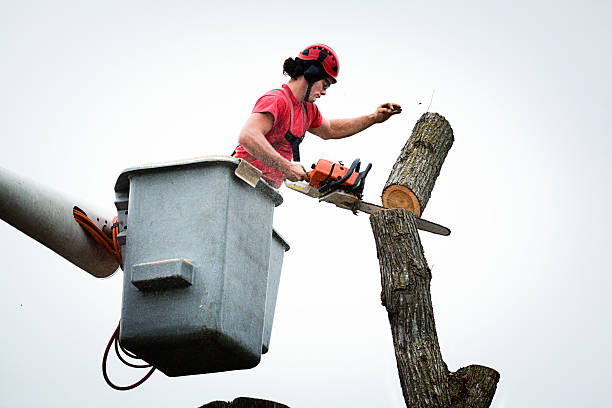 Best Emergency Tree Removal  in Shingletown, CA